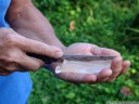 a peeled leaf of aloe vera. the gelatinous mass is edible (though very slimy!).