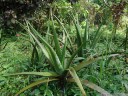 aloe vera || foto details: 2011-02-09 10:09:52, la fortuna, costa rica, DSC-F828.