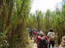 walking along the foot of the volcano, through cana brava (gynerium sagittatum) thicket