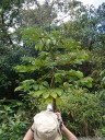 a young guarumo tree (cecropia obtusifolia). 2011-02-09 12:28:34, DSC-F828.