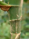 guarumo (cecropia obtusifolia) builds hollow stems that are home to symbiotic azteca ants which defend the plant against herbivores