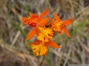 epidendrum radicans, another pioneer orchid. 2011-02-09 12:42:58, DSC-F828.