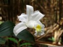 sopralia sp., die orchideen-gattung mit den größten blüten || foto details: 2011-02-09 01:03:05, parque nacional arenal, costa rica, DSC-F828.