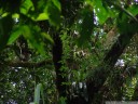 white-headed capuchin monkey (cebus capucinus) in the tropical rainforest near volcan arenal