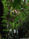 white-headed capuchin monkey (cebus capucinus) in the tropical rainforest near volcan arenal. 2011-02-09 01:09:35, DSC-F828. keywords: white-faced capuchin, white-throated capuchin, Capucin moine, maicero cariblanco, capuchino, tanque, machín, caurara, carita blanca