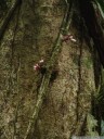 eine blühende liane aus der familie der bignoniaceae (ramiflorie) || foto details: 2011-02-09 01:58:12, parque nacional arenal, costa rica, DSC-F828.