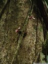 a flowering liana of the bignoniaceae family (ramiflory)