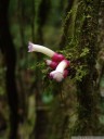 a flowering liana of the bignoniaceae family (ramiflory). 2011-02-09 02:01:04, DSC-F828.