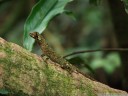 perfectly camouflaged norops lizard (anolis sp. or norops sp.). 2011-02-09 02:08:42, DSC-F828.