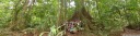 panorama: group photo at a giant kapok tree (ceiba pentandra). 2011-02-09 02:21:18, DSC-F828. keywords: kapuk, java cotton, java kapok, silk cotton, ceiba