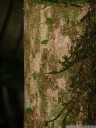 blattschneiderameisen (atta cf cephalotes) - besonders interessant sind die kleinen leibwächter auf den blattsegmenten! || foto details: 2011-02-09 05:46:12, arenal hanging bridges, costa rica, DSC-F828.