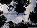 arenal hanging bridges through the rainforest canopy. 2011-02-09 06:01:58, DSC-F828.