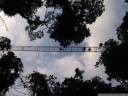 arenal hanging bridges through the rainforest canopy. 2011-02-09 06:01:58, DSC-F828. arenal hanging bridges through the rainforest canopy. 2011-02-09 06:01:58, DSC-F828.