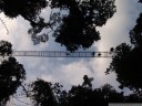 arenal hanging bridges through the rainforest canopy