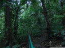 late evening in the rainforest of the hanging bridges