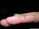 baby gecko cleaning its eye