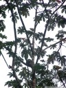 a brown-throated sloth (bradypus variegatus) is sleeping on a cecropia tree (cecropia sp.). 2011-02-10 08:35:00, DSC-F828.