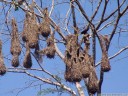 montezuma oropendola (psarocolius montezuma) and woven hanging nests