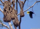 montezuma oropendola (psarocolius montezuma) and woven hanging nests. 2011-02-10 11:14:11, DSC-F828.