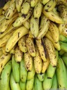 tropische früchte: bananen (musa sp.) || foto details: 2011-02-10 01:50:06, costa rica, DSC-F828. keywords: bananas, platanos, bananes