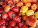 tropische früchte: cashew-nüsse (anacardium occidentale, bräunlich) mit essbaren, verdickten fruchtstielen (kaschuäpfel) || foto details: 2011-02-10 01:50:54, costa rica, DSC-F828. keywords: kaschu, acaju, kaschuäpfel, caju, cajueiro, Alcayoiba, Castaña de cajú, cajuil, maranon, nuez de la india, pajuil, jocote maranon, noix de cajou