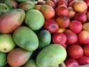 tropical fruit: green and red mangos (mangifera indica). 2011-02-10 01:51:06, DSC-F828. keywords: manga, mangue