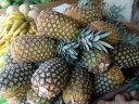 tropical fruit: pineapples (ananas comosus). 2011-02-10 02:03:52, DSC-F828.