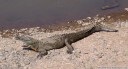 spitzkrokodil (crocodylus acutus) || foto details: 2011-02-10 02:50:23, costa rica, DSC-F828.