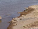 american crocodile (crocodylus acutus)