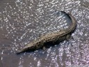 spitzkrokodil (crocodylus acutus) || foto details: 2011-02-10 02:55:28, costa rica, DSC-F828.