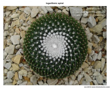 fibonacci spiral – logarithmic spiral curve fitting to cactus areoles