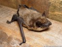 eptesicus serotinus (en: serotine bat, de: breitflügelfledermaus, fr: sérotine commune)