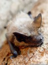 serotine bat (eptesicus serotinus) 