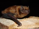 nyctalus noctula (en: common noctule, de: grosser abendsegler, fr: noctule commune)