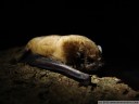 common noctule (nyctalus noctula). 2008-03-01 11:51:28, DSC-F828. keywords: vespertilionidae, bat, microbat, fledermaus, noctule commune