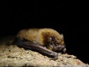 common noctule (nyctalus noctula). 2008-03-01 11:52:35, DSC-F828. keywords: vespertilionidae, bat, microbat, fledermaus, noctule commune
