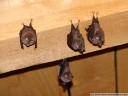 lesser horseshoe bat (rhinolophus hipposideros). 2008-07-16, DSC-F828. keywords: bat, microbat, fledermaus, petit rhinolophe fer à cheval