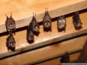 rhinolophus hipposideros (en: lesser horseshoe bat, de: kleine hufeisennase, fr: petit rhinolophe fer à cheval)