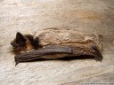 parti-coloured bat, rearmouse (vespertilio murinus). 2005-08-26 10:53:43, DSC-F717. keywords: vespertilionidae, bat, microbat, fledermaus, sérotine bicolore