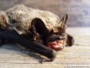 parti-coloured bat, rearmouse (vespertilio murinus). 2005-08-28 01:17:49, DSC-F717. keywords: vespertilionidae, bat, microbat, fledermaus, sérotine bicolore