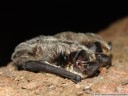 parti-coloured bat, rearmouse (vespertilio murinus). 2008-03-02 12:18:03, DSC-F828. keywords: vespertilionidae, bat, microbat, fledermaus, sérotine bicolore