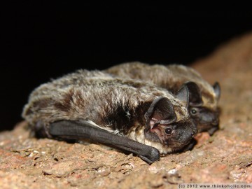 vespertilio murinus (en: parti-coloured bat, rearmouse, de: zweifarbfledermaus, fr: sérotine bicolore)