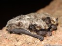 parti-coloured bat, rearmouse (vespertilio murinus). 2008-03-02 12:18:28, DSC-F828. keywords: vespertilionidae, bat, microbat, fledermaus, sérotine bicolore
