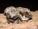 parti-coloured bat, rearmouse (vespertilio murinus). 2008-03-02 12:19:04, DSC-F828. keywords: vespertilionidae, bat, microbat, fledermaus, sérotine bicolore