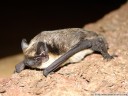 parti-coloured bat, rearmouse (vespertilio murinus) 