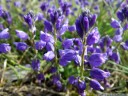 polygala nicaeensis