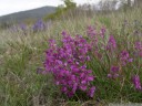 polygala nicaeensis - anthocyans are responsible for different coloration