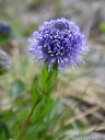 common globularia (globularia punctata). 2012-04-21 12:18:59, PENTAX Optio W60.