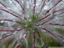 raindrops get caught in the seed heads of pulsatilla montana