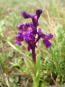 green-winged orchid (orchis morio)